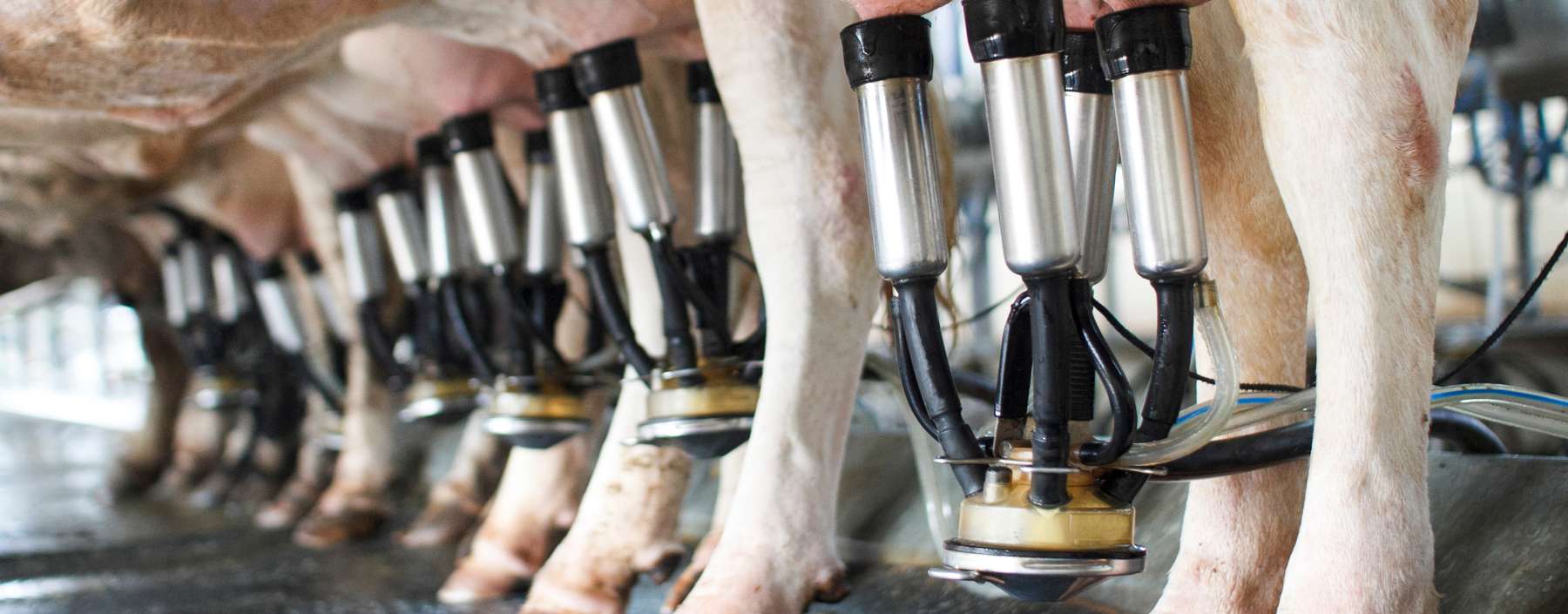 Kühe_Melkmaschinen©toa555_stockadobcom.jpg © toa555/stock.adobe.com Kühe_Melkmaschinen©toa555_stockadobcom.jpg © toa555/stock.adobe.com