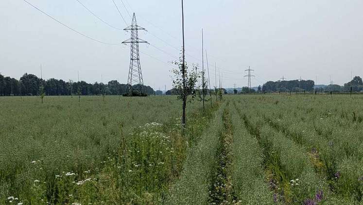 Bio Feldbegehung Agroforst und Dammkulturen d. Bio-Ackerbau Arbeitskreises "BWS" Wels, 10. Juni 2025