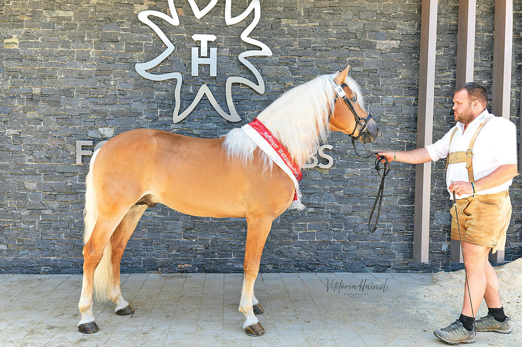 Haflinger.jpg © Archiv