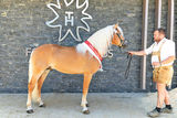 Haflinger.jpg © Archiv