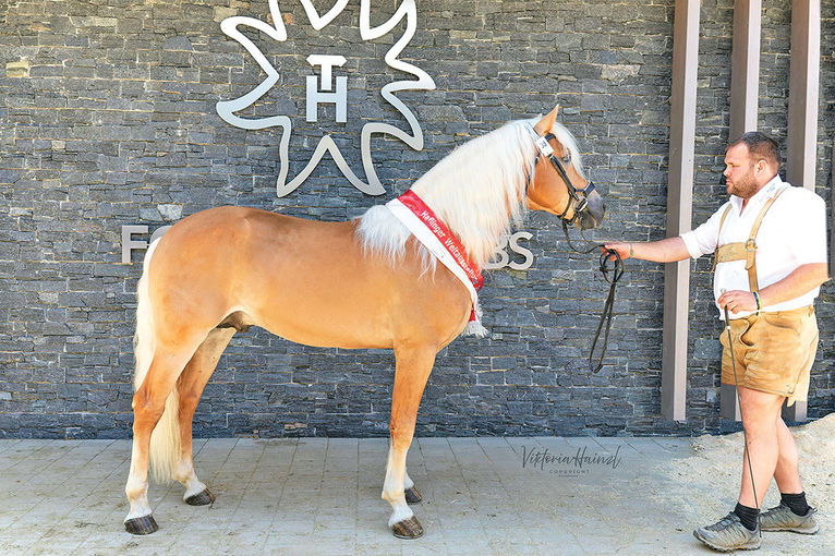 Haflinger.jpg © Archiv