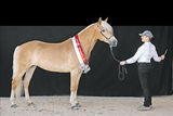 Haflinger.jpg © Zauberlicht Fotografie