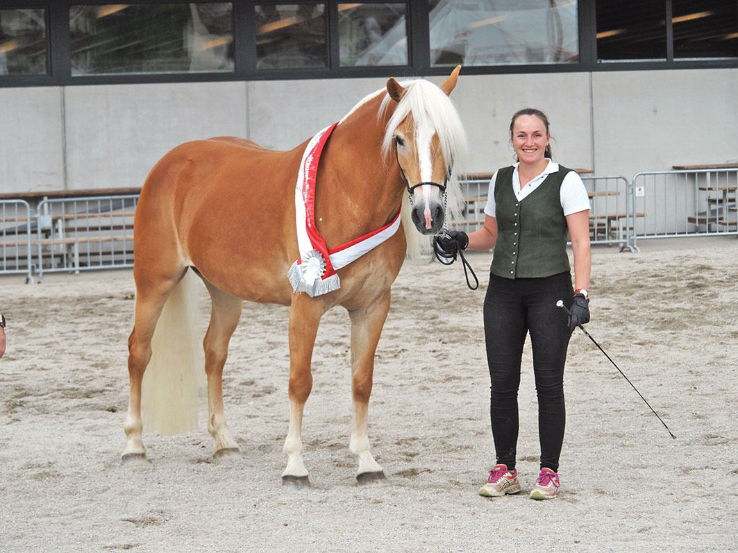 Haflinger.jpg © Archiv