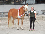 Haflinger.jpg © Archiv
