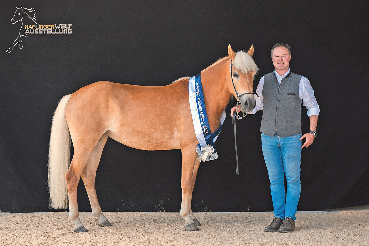 Haflinger.jpg © Zauberlicht Fotografie