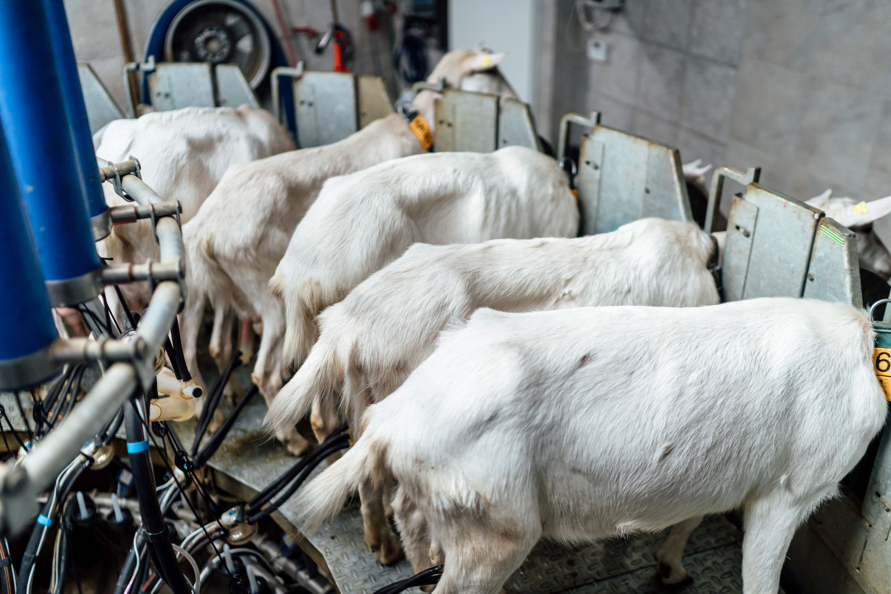 Ziegen-Melkstand.jpg © LK OÖ/Hebesberger Ziegen-Melkstand.jpg © LK OÖ/Hebesberger
