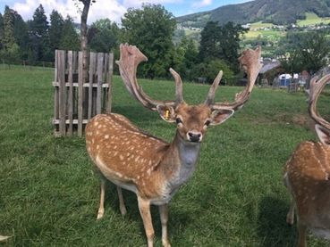 Damwild.jpg © LK OÖ