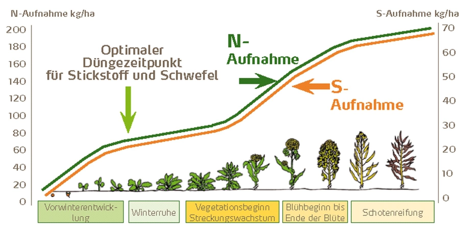 N- und S-Aufnahme_Winterraps_YARA.jpg © Yara