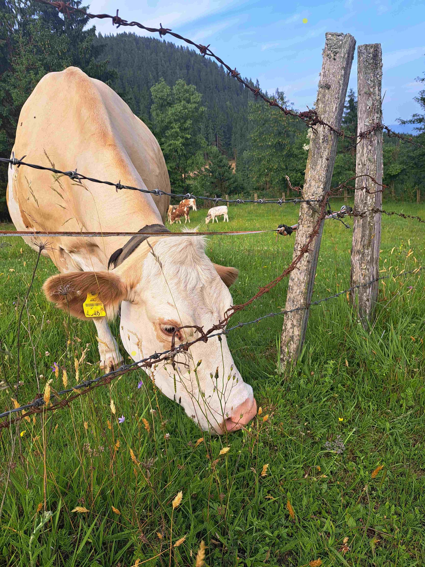 Kuh an der Weide.jpg © Matschnigg Kuh an der Weide.jpg © Matschnigg