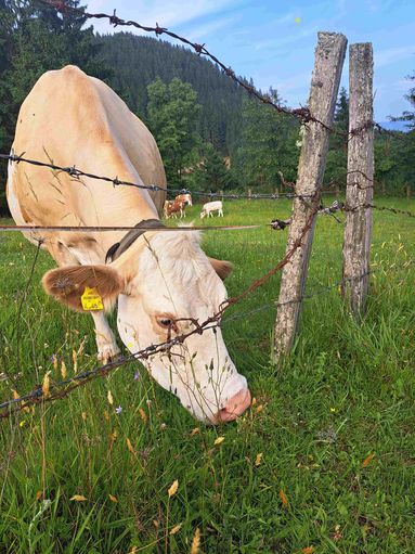 Kuh an der Weide.jpg © Matschnigg Kuh an der Weide.jpg © Matschnigg