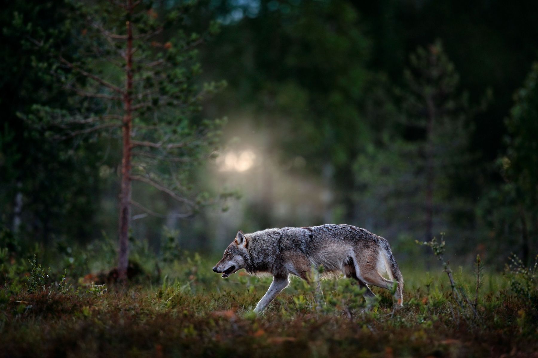 Wolf AdobeStock_441110016.jpg © adobe.stock.com
