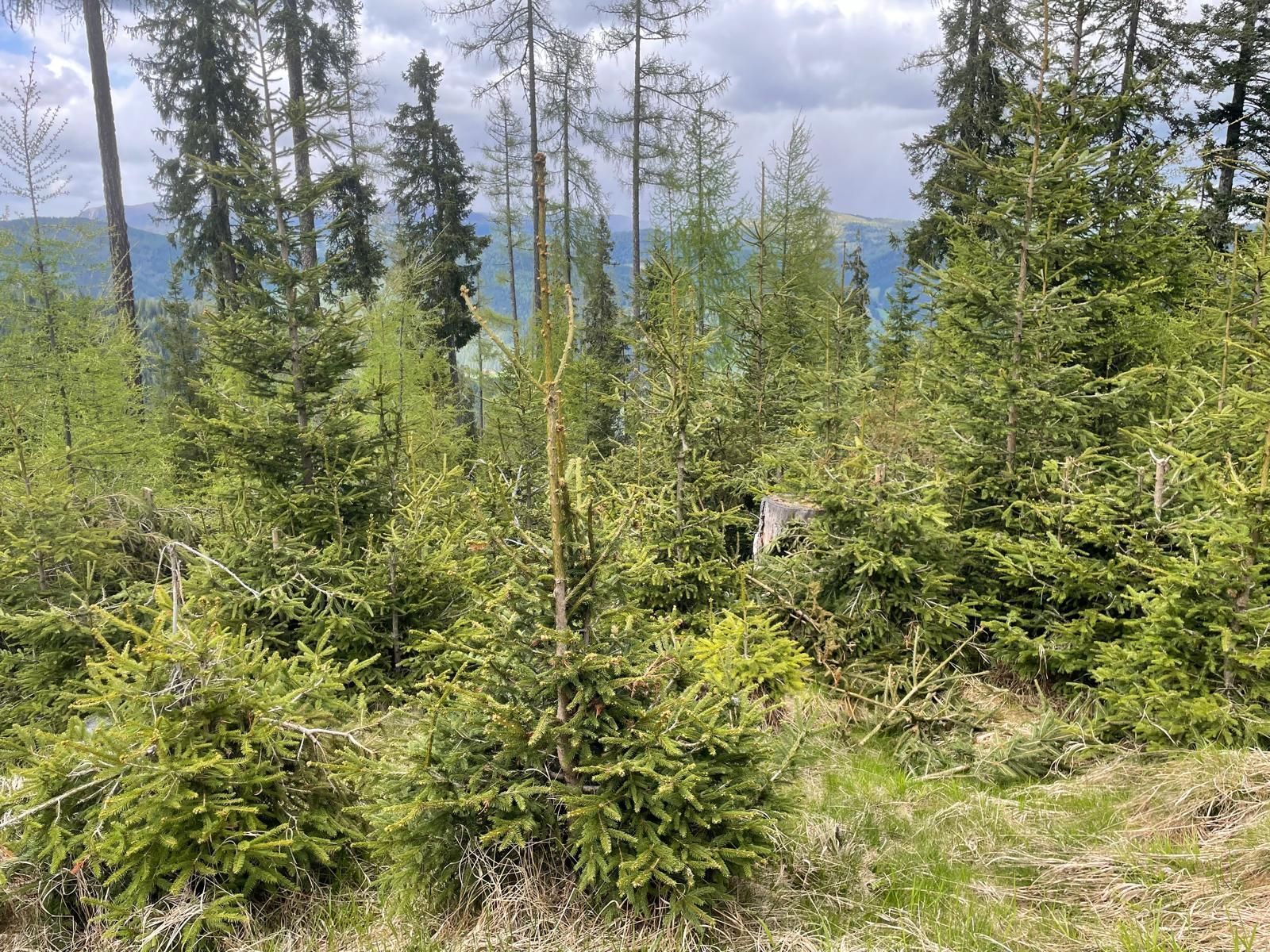 Läuterung 2.jpg © Kopp Läuterung 2.jpg © Kopp