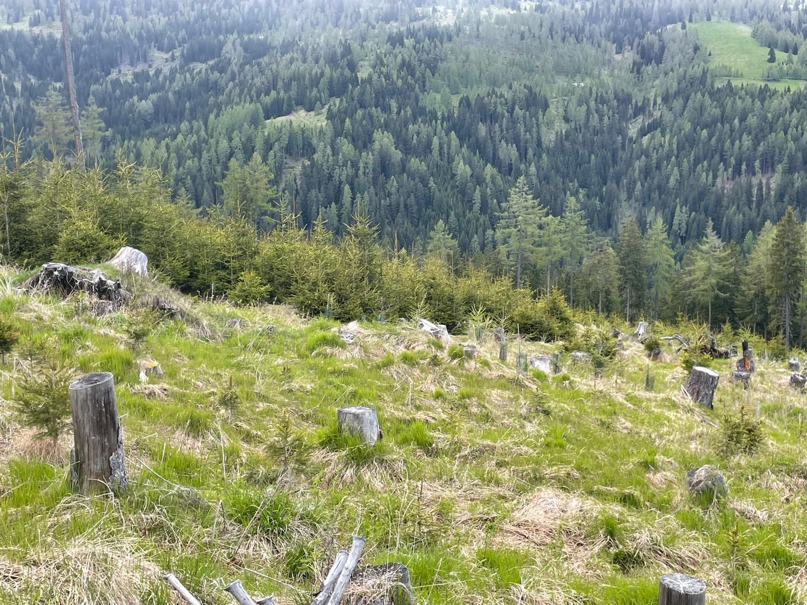 Naturverjüngung.jpg © Kopp Naturverjüngung.jpg © Kopp