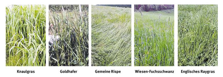 Leitpflanzen © LK Steiermark