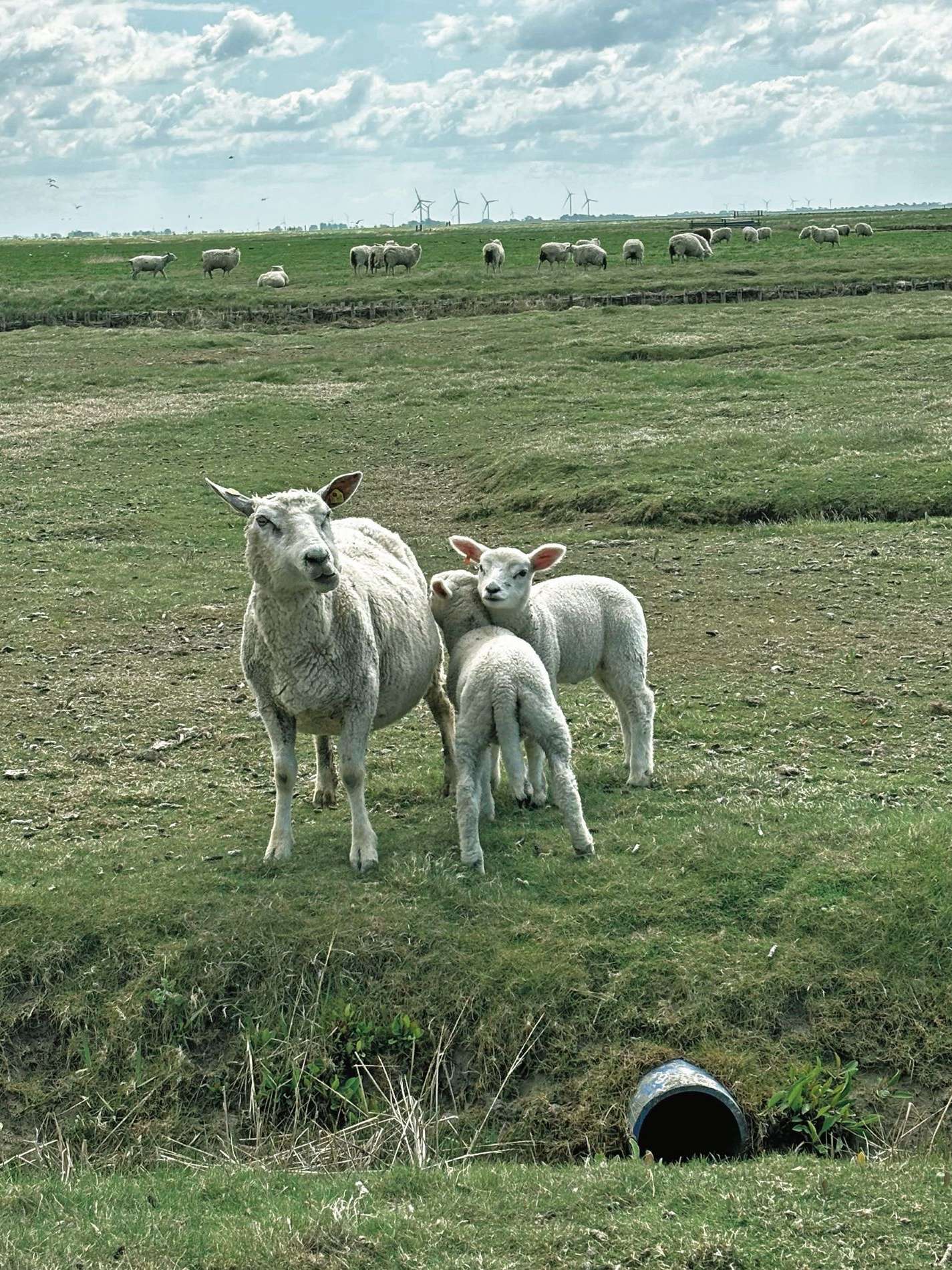 Schafe Nordstrandischmoor .jpg © LKÖ/Corinna Gruber