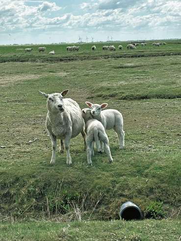 Schafe Nordstrandischmoor .jpg © LKÖ/Corinna Gruber