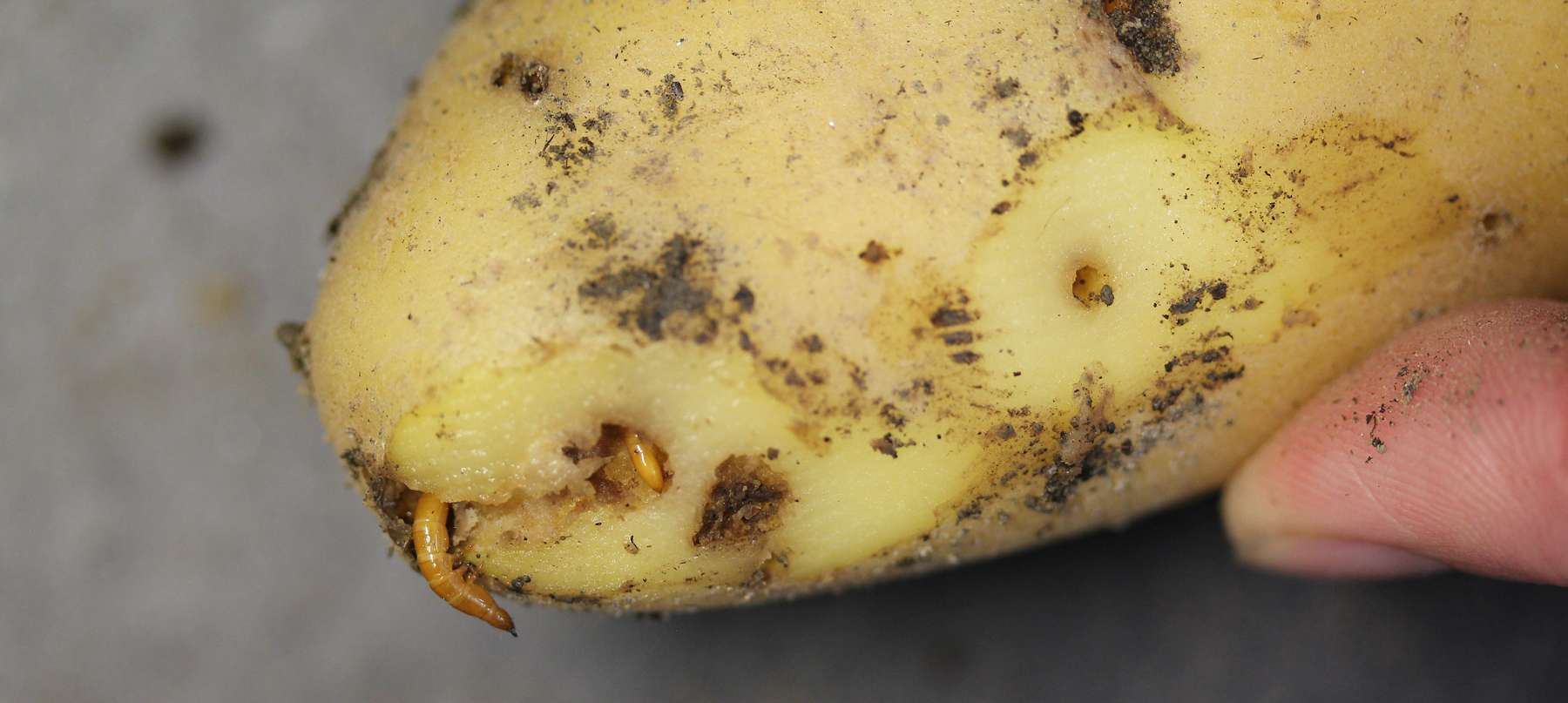 Drahtwurm-Larven.jpg © K. Wechselberger/AGES