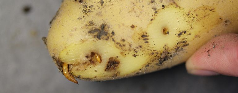 Drahtwurm-Larven © K. Wechselberger/AGES