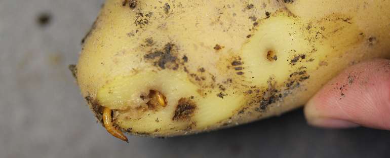 Drahtwurm-Larven.jpg © K. Wechselberger/AGES