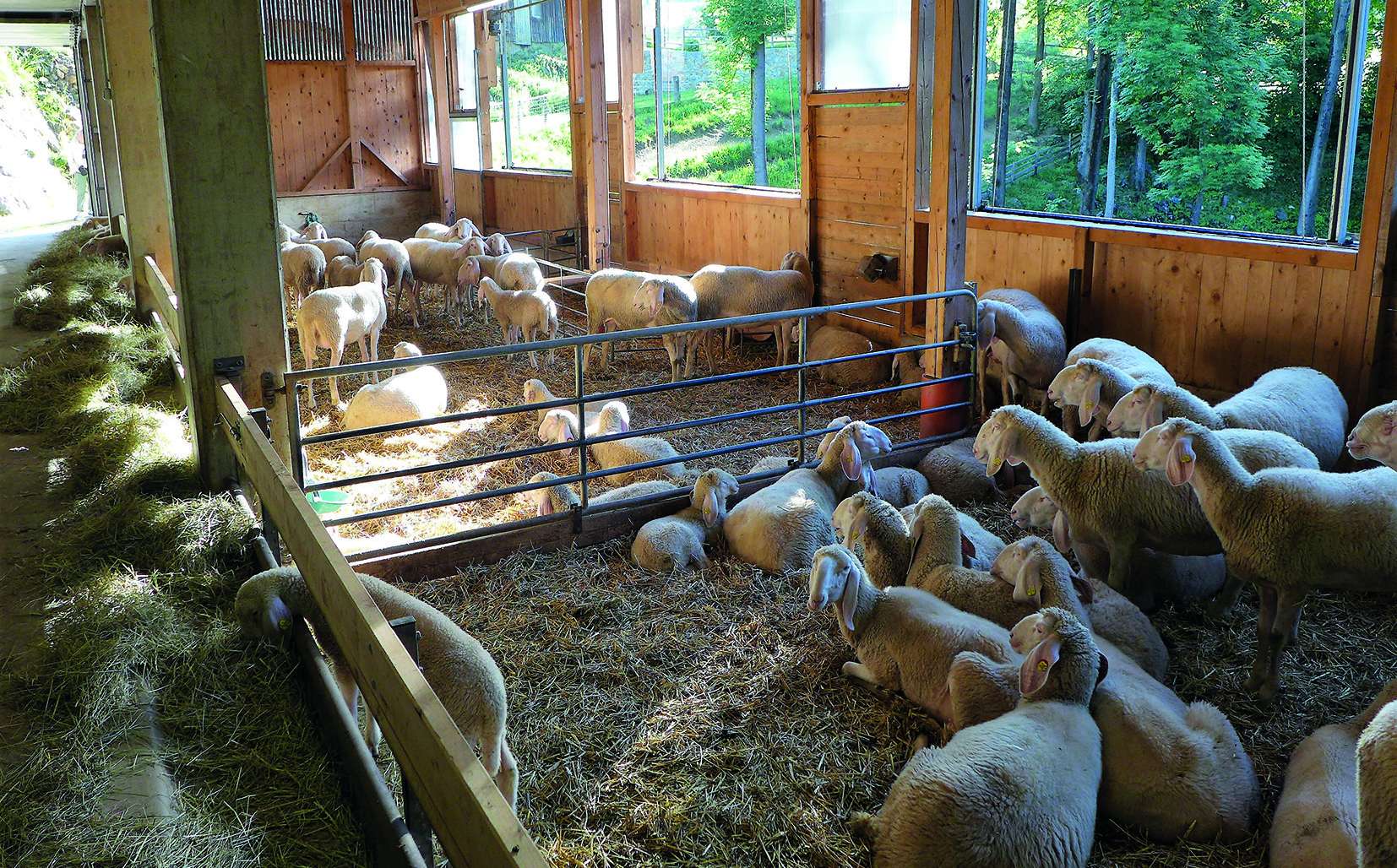Schafstall .jpg © LK Steiermark