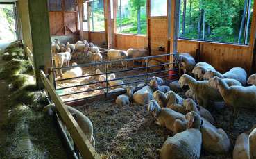 Schafstall .jpg © LK Steiermark