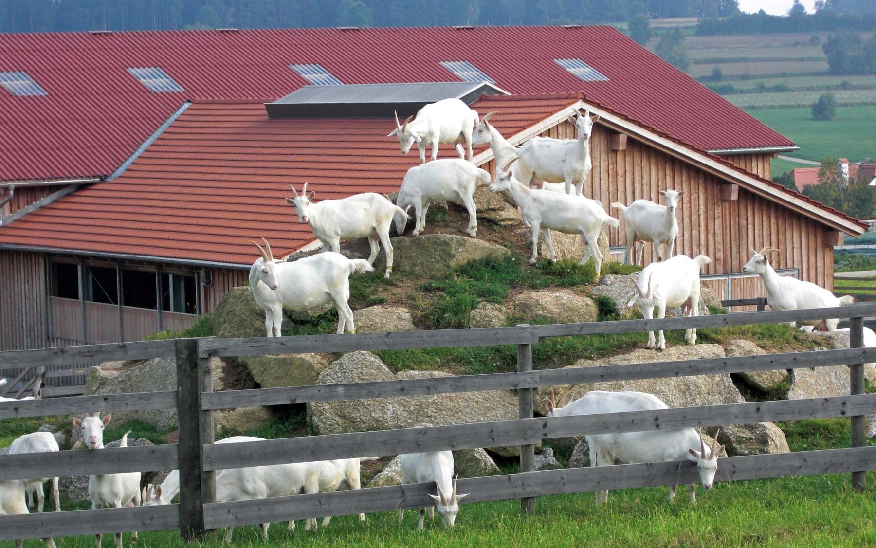 Ziegen.jpg © LK Steiermark