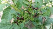 Junglarven des Kartoffelkäfers_kleinere Auflösung.jpg © Julia Muck-Arthaber/LK NOE