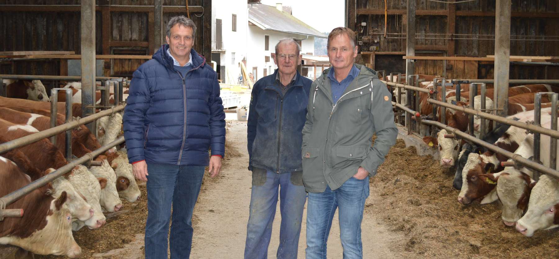 DL_Rudi_Stockinger,_Johann_Habring_sen._und_jun._am_Futtertisch_im_Maststall.jpg © Neubacher/Habring