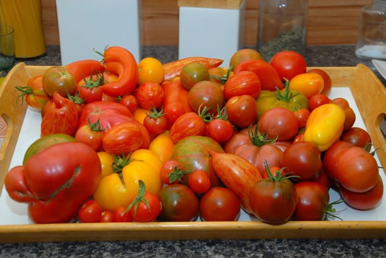 Gartentipp_Foto Tomatendüngung.jpg © OÖ Gärtner