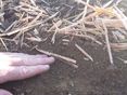 3-Mulchmaterial nach Bodenbearbeitung © BWSB