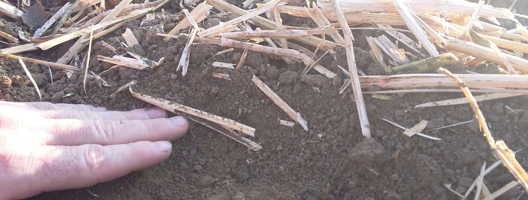 3-Mulchmaterial nach Bodenbearbeitung.jpg © BWSB