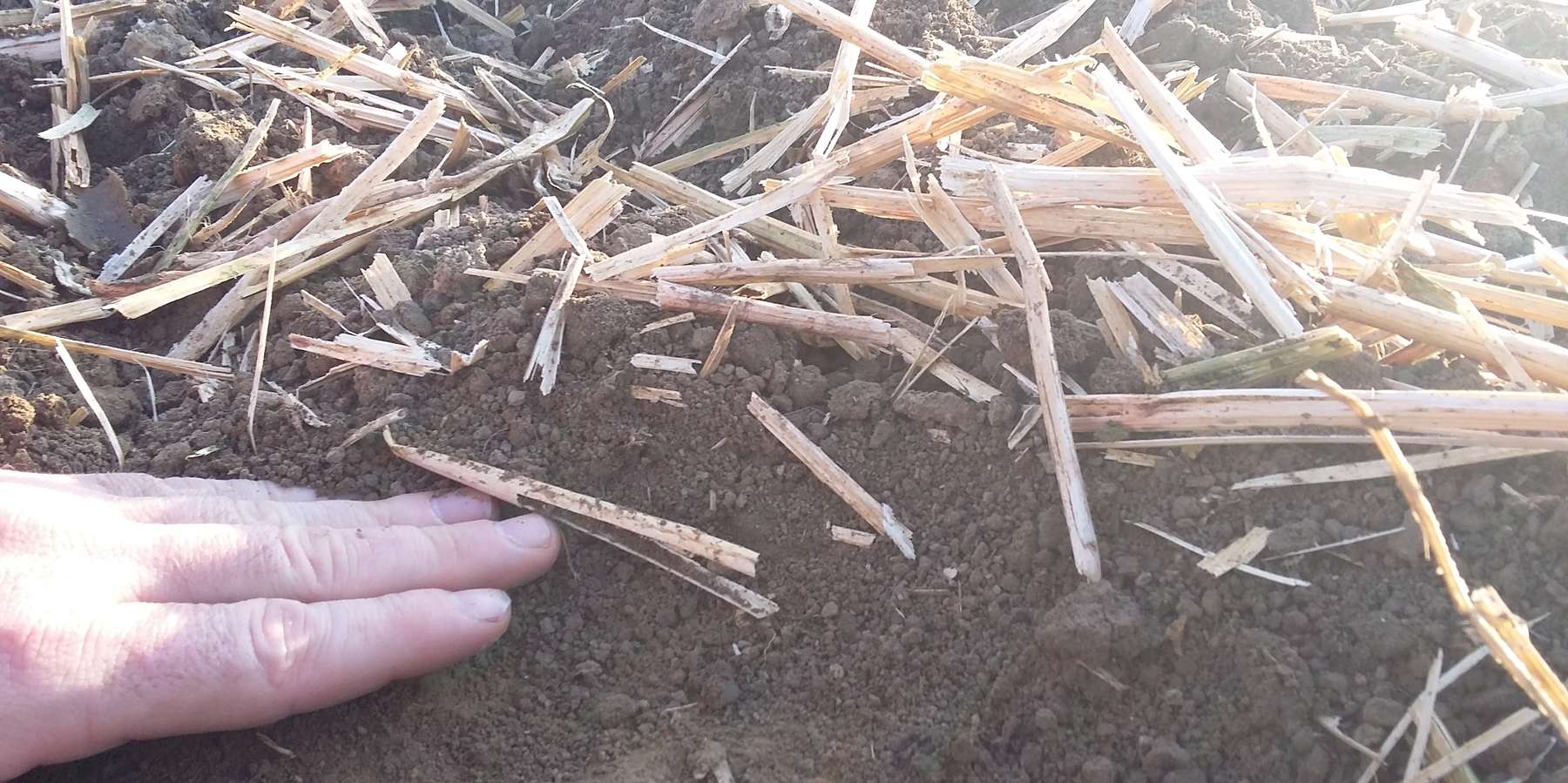 3-Mulchmaterial nach Bodenbearbeitung.jpg © BWSB