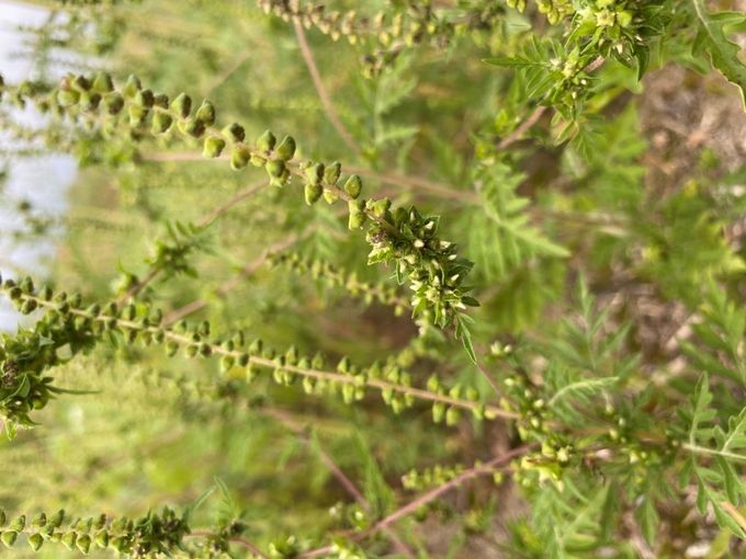 Die weiblichen Blüten sind in Agglomerationen an der Basis des Blütenstandes angeordnet..jpg © Winkovitsch/LK Burgenland