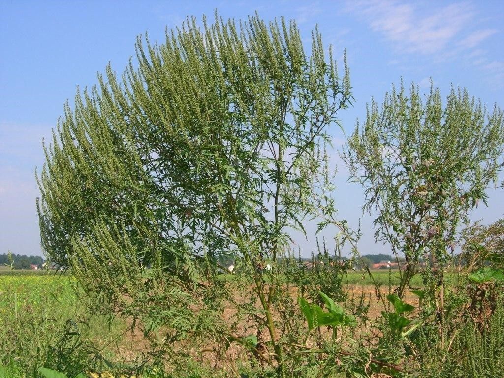 große Ambrosia-pflanze mit zahlreichen Blütentrieben ©Winkovitsch.jpg © Winkovitsch/LK Burgenland