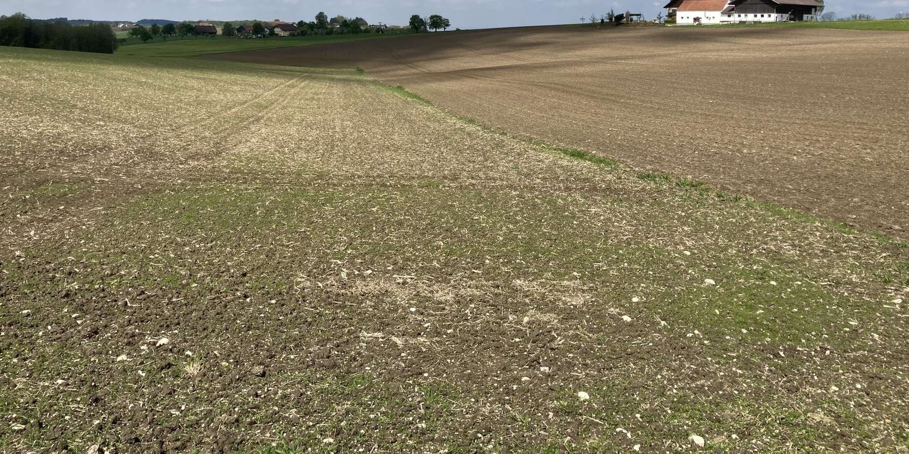 Mulchsaat_BAW.jpg © Land OÖ/Friedl-Haubner