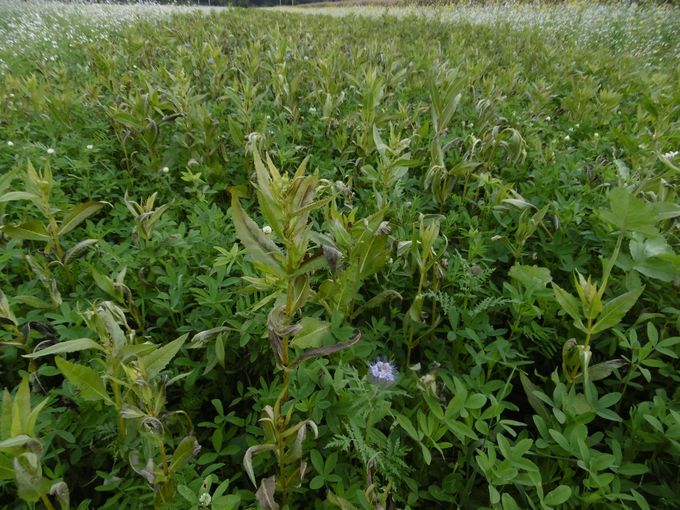 System Immergrün.jpg © Petritz System Immergrün.jpg © Petritz