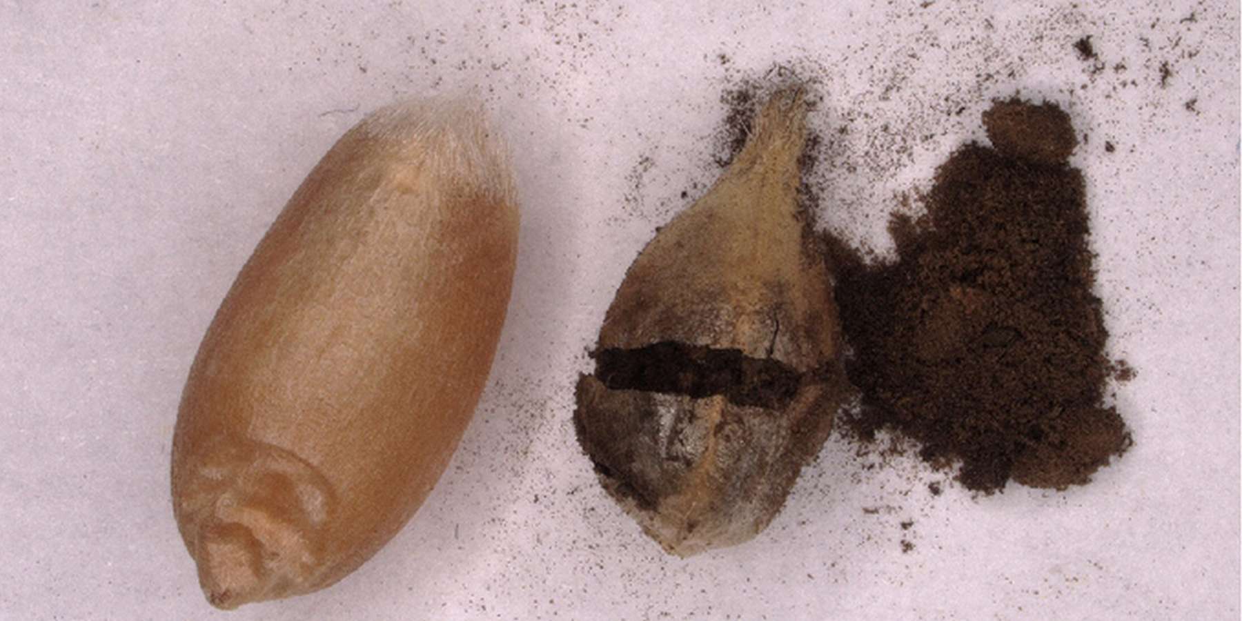 Links ein Weizenkorn, rechts eine Brandbutte mit schwarzer Sporenmasse_AGES.jpg © AGES