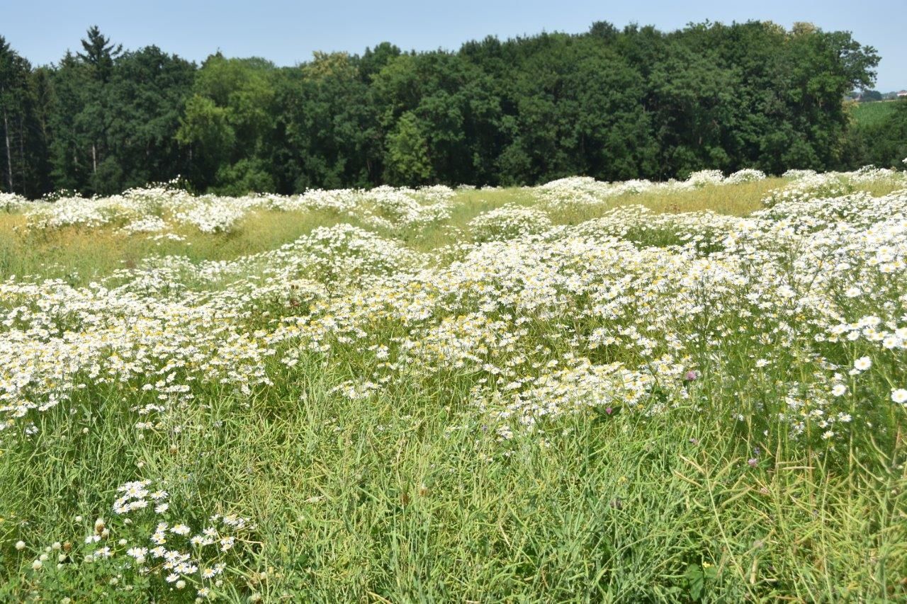 Kamille kann die Ernte erschweren.jpg © LK OÖ/Köppl