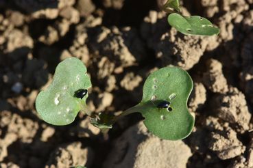 Der Rapserdfloh ist der Hauptschädling im Herbst.jpg © LK OÖ/Köppl