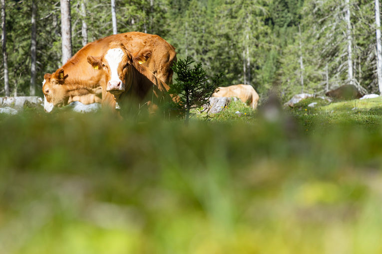 Kühe liegen auf der Almweide © Michaela Kölle
