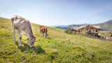 sb26_mt_alm.jpg © Bürgler