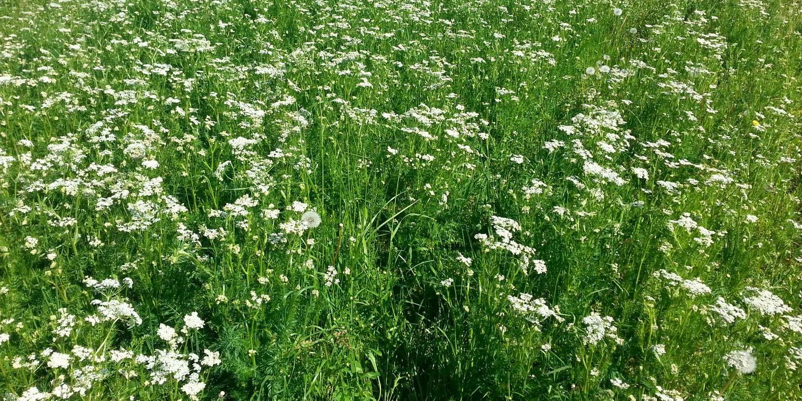 Kümmelblüte.jpg © BWSB/Wallner