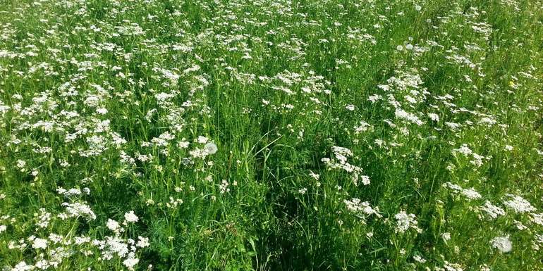 Kümmelblüte.jpg © BWSB/Wallner