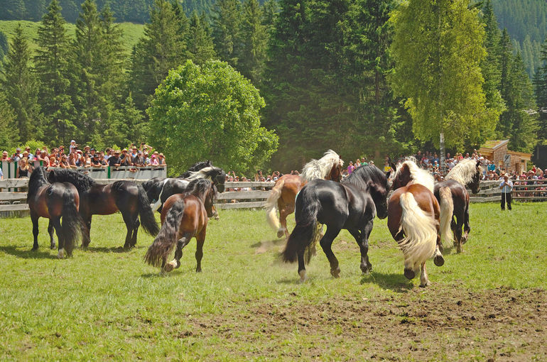Der Leithengst für den heurigen Sommer steht fest.jpg © Wimmer Der Leithengst für den heurigen Sommer steht fest.jpg © Wimmer