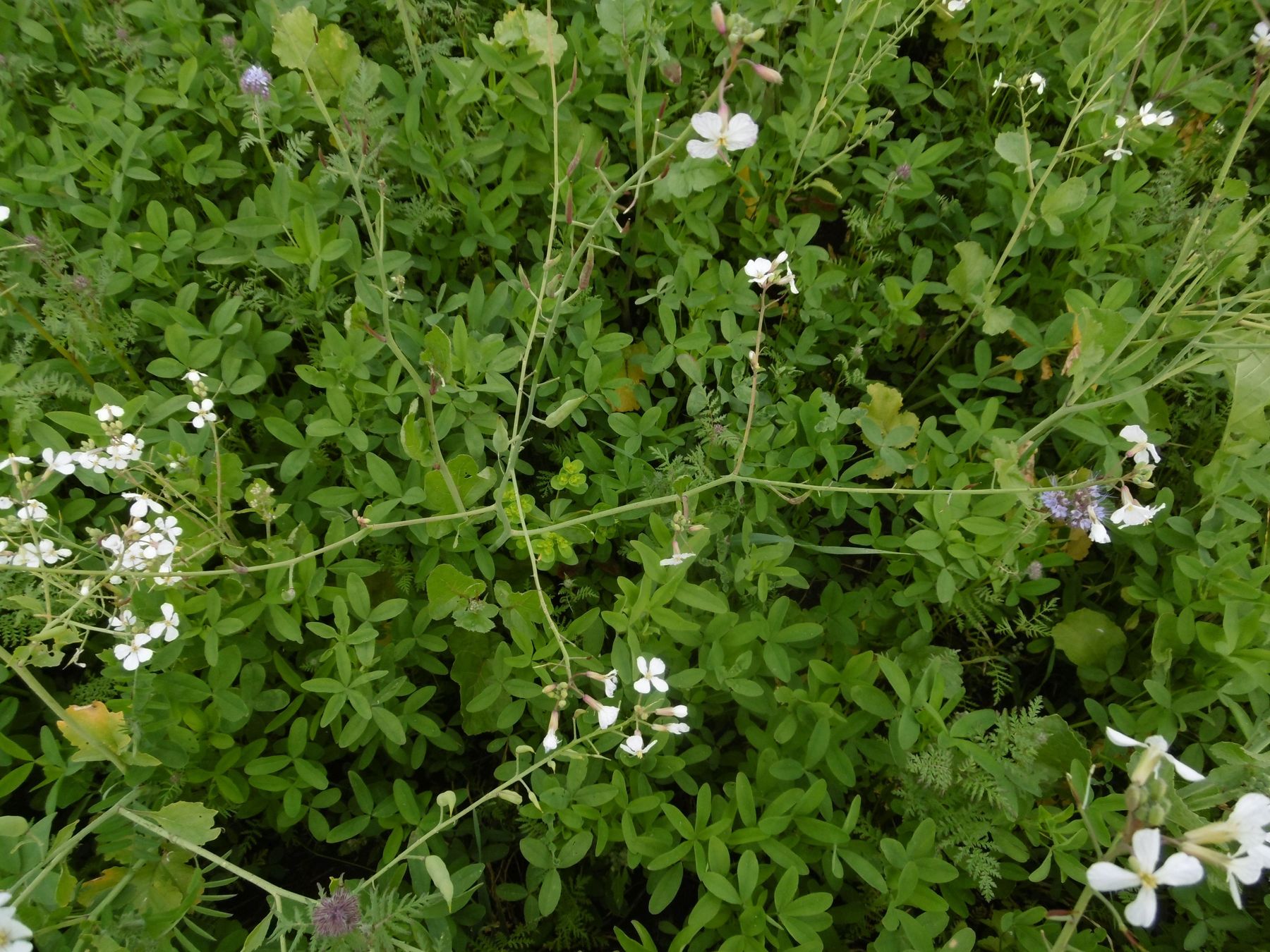 Zwischenfrucht 1.jpg © LK Kärnten/Petritz