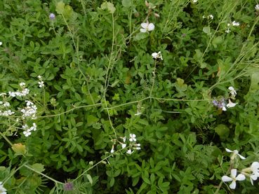 Zwischenfrucht 1.jpg © LK Kärnten/Petritz Zwischenfrucht 1.jpg © LK Kärnten/Petritz