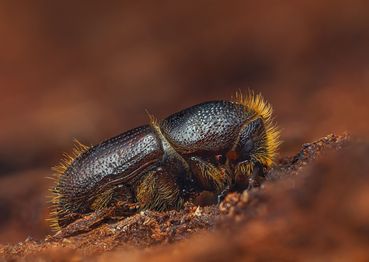 Borkenkäfer_AdobeStock_492812823.jpg © adobe.stock.com