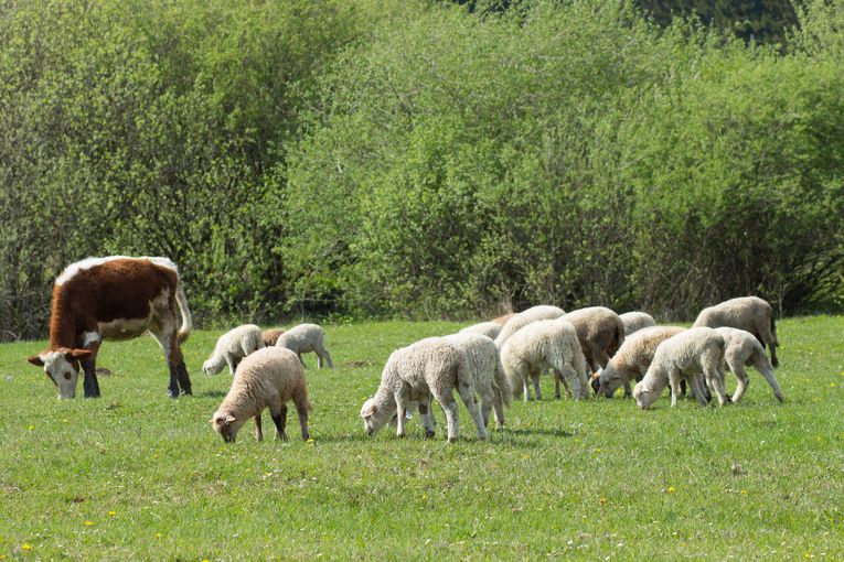 KuhSchaf_stock.adobe.jpg © stock.adobe.com KuhSchaf_stock.adobe.jpg © stock.adobe.com