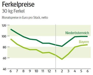 NÖ: Ausblick auf den Ferkelmarkt im Juli 2025 © LK NÖ