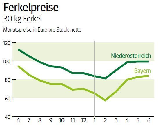 NÖ: Ausblick auf den Ferkelmarkt im Juli 2025 © LK NÖ